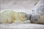Säugeszene... Kegelrobbe *Halichoerus grypus*, Kegelrobbenbaby säugt Muttermilch