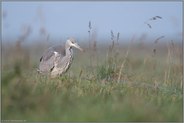 im hohen Gras... Graureiher *Ardea cinerea*