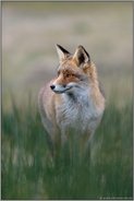zwischen Binsen... Rotfuchs *Vulpes vulpes* sichert