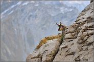 im Felsennest... Gämse  *Rupicapra rupicapra* an ihrem Ruheplatz im Fels