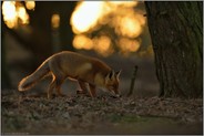 heimlich, still und leise... Rotfuchs *Vulpes vulpes* im abendlichen Gegenlicht