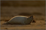 Sehnsucht nach Mama... Kegelrobbe *Halichoerus grypus*, rufendes Jungtier im späten Licht