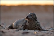 wacher Blick... Kegelrobbe *Halichoerus grypus*; weibliche Kegelrobbe in stimmungsvollem Licht