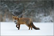elegant... Rotfuchs *Vulpes vulpes*