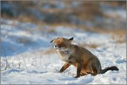Schlappi... Rotfuchs *Vulpes vulpes* schüttelt sich Schnee aus dem Fell