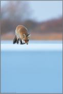 immer der Nase entlang... Rotfuchs *Vulpes vulpes* im Winter bei Eis und Schnee