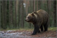 junger Braunbär... Europäischer Braunbär *Ursus arctos* im späten Winter