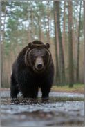 bedrohlicher Blickkontakt... Europäischer Braunbär *Ursus arctos* aus der Froschperspektive