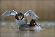 Territorialverhalten... Haubentaucher *Podiceps cristatus* im Revierstreit