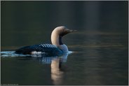 ein scheuer Blick... Prachttaucher *Gavia arctica* auf einem See in Schweden