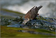 auf Tauchgang... Wasseramsel *Cinclus cinclus* hält den Kopf unter Wasser