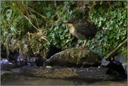 noch ziemlich unsicher... Wasseramsel *Cinclus cinclus*, frisch ausgeflogener Jungvogel