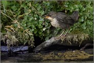 gut d'rauf... Wasseramsel *Cinclus cinclus*, gerade eben flügges Küken