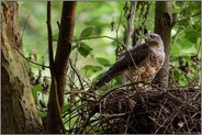 vor dem Fressen... Sperber *Accipiter nisus*, Weibchen sichert die Umgebung ihres Horstes