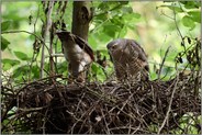 Beuteübergabe... Sperber *Accipiter nisus* bei der Jungenaufzucht
