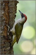 Grünspechtweibchen... Grünspecht *Picus viridis* auf Nahrungssuche am Baum