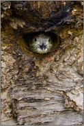 stiller Beobachter... Grünspecht *Picus viridis*