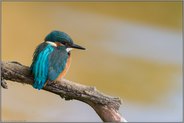 zusammen gekauert... Eisvogel *Alcedo atthis*