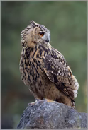 entspannt... Europäischer Uhu *Bubo bubo*, Ohreule mit geringer Fluchtdistanz