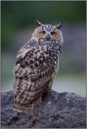 Federohren... Europäischer Uhu *Bubo bubo* mit aufgestellten Federohren