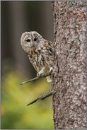 der Blick um die Ecke... Waldkauz *Strix aluco* sitzt im Baum