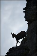 bergab... Alpensteinbock *Capra ibex*, Silhouette, Scherenschnitt in der Steilwand