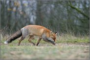 in Bewegung... Rotfuchs *Vulpes vulpes*, dynamisch mitgezogene Aufnahme