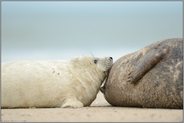 gut genährt... Kegelrobbe *Halichoerus grypus*, Jungtier säugt Milch