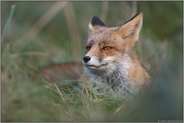 bei der Mittagsruhe... Rotfuchs *Vulpes vulpes* liegt verborgen im hohen Gras