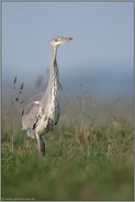 langsamen Schrittes... Graureiher *Ardea cinerea* schreitet durch eine Wiese