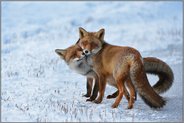 Sozialverhalten... Rotfuchs *Vulpes vulpes*, schmusende Füchse, zwei Rotfüchse suchen gegenseitige Nähe und Geborgenheit