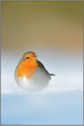 am Boden... Rotkehlchen *Erithacus rubecula* im Schnee