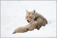 aufmerksam... Kojote *Canis latrans* liegt im Schnee, leckt sich das Maul