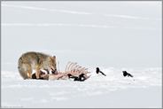 Nutznießer des Wolfsrisses... Kojote *Canis latrans* frisst im Schnee von Aas