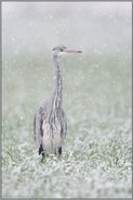 Schneeflöckchen, Weißröckchen... Graureiher *Ardea cinerea* oder leise rieselt der Schnee
