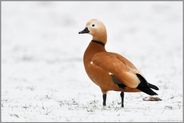 im Schnee... Rostgans *Tadorna ferruginea*, Erpel auf einem Feld am Niederrhein, Nordrhein-Westfalen