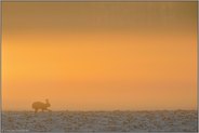 stimmungsvoll... Feldhase *Lepus europaeus* läuft im frühen Gegenlicht über einen schneebedeckten Acker