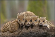 bei Papa ist's gemütlich... Wildschwein *Sus scrofa*, Frsichlinge wärmen sich auf dem Rücken eines ruhenden Alttieres