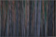 im dunklen Wald... Wischer *Kiefernwald* im März