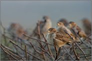gesellig... Haussperling *Passer domesticus* im Trupp versammelt auf einer Hecke