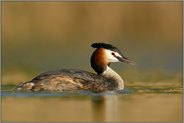 in goldenem Licht... Haubentaucher *Podiceps cristatus*, detailreiche Aufnahme