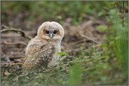 mit großen Augen... Waldkauzaestling *Strix aluco*, Waldkauz Jungvogel hockt auf dem Boden