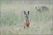 auf der Wiese... Feldhase *Lepus europaeus* im Regen