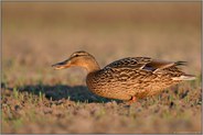Abends, wenn es dunkel wird... Stockente *Anas platyrhynchos*, weiblich, frisst sich auf einem Feld satt