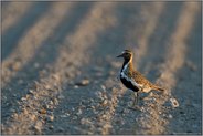 im Prachtkleid... Goldregenpfeifer *Pluvialis apricaria* auf dem Durchzug
