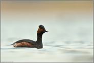 Verhaltensmuster... Schwarzhalstaucher *Podiceps nigricollis* schwimmt mit hoch gerecktem Hals