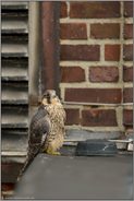 Industriegemäuer... Wanderfalke *Falco peregrinus*, Jungfalke