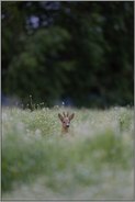 in der Wildwiese... Reh *Capreolus capreolus*, Rehbock