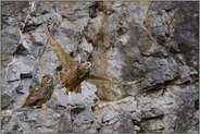 im Doppelpack... Europäischer Uhu *Bubo bubo*, Abflug aus der Felswand