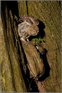 recken und strecken... Steinkauz *Athene noctua* bei der Morgengymnastik